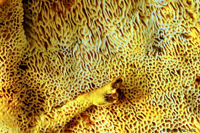 Crosta vellutata - foto 2140 (Tomentella bryophila)